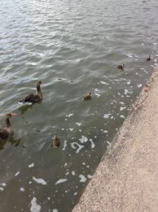 2016-04-24 17.52.10 - Copy