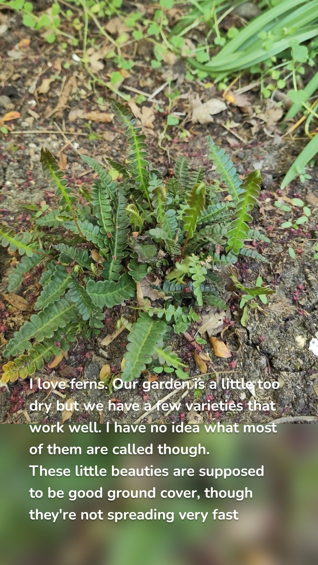 I love ferns. Our garden is a little too dry but we have a few varieties that work well. I have no idea what most of them are called though. 
These little beauties are supposed to be good ground cover, though they're not spreading very fast