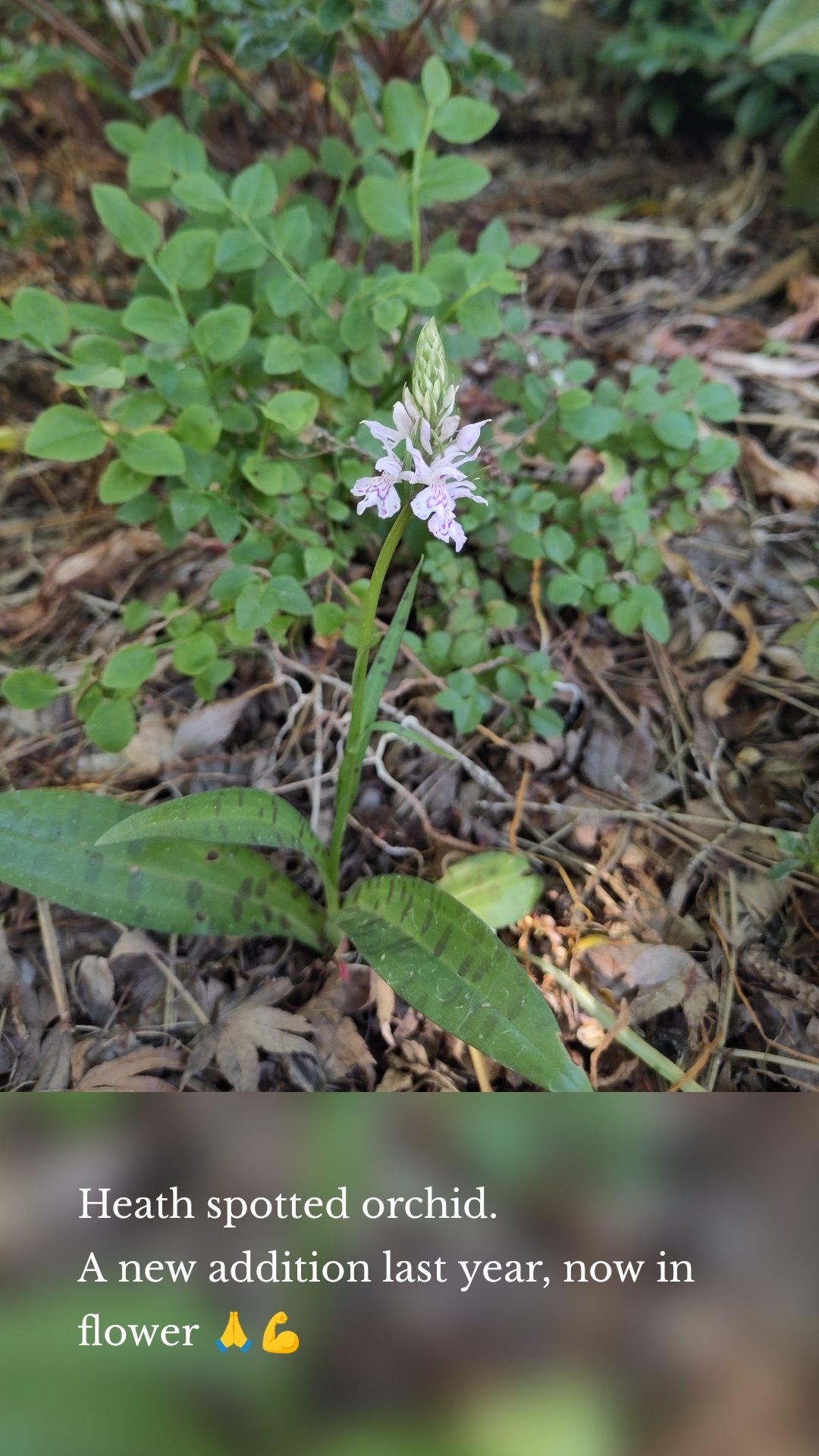 Heath spotted orchid. 
A new addition last year, now in flower 🙏💪